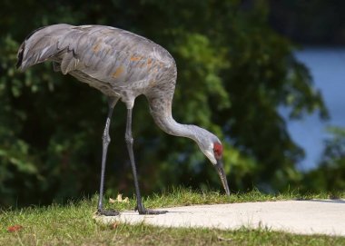 Kum Tepesi Turnası (kış renklendirmesi) piknik alanında yiyecek arama (antigone canadensis)