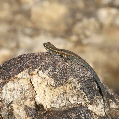 Sagebrush Kertenkelesi (sceloporus graciosus) büyük bir kayanın üzerine uzandı