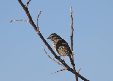 Savannah Serçesi (gelip geçenler) yapraksız bir ağaca tünemiş.