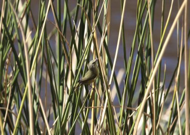 Turuncu taçlı Warbler (leiothlypis celata) uzun sazlıklar arasında yiyecek arıyor.