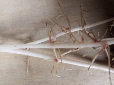 Patatesler komik ve komik patatesler gibidir.