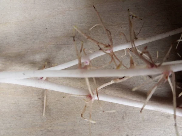 Patatesler komik ve komik patatesler gibidir.