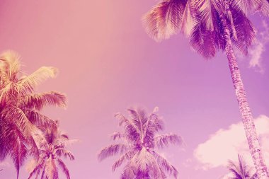 Hindistan cevizi ağaçları üzerinde gökyüzü gün öğle ışığı filtre uygulanmış ultraviyole renk tonlu temizleyin