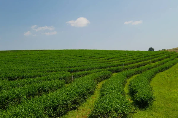 Fältet Blå Himmel Bakgrund — Stockfoto