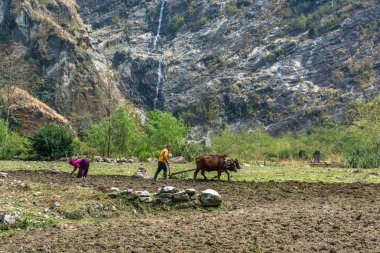 Tal, Nepal-Mart 29, 2018: bir küçük bir ahşap pulluk ve iki toplar ile 29 Mart 2018 Tal, Nepal köyde tarlayı. 