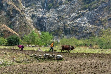 Tal, Nepal-Mart 29, 2018: bir küçük bir ahşap pulluk ve iki toplar ile 29 Mart 2018 Tal, Nepal köyde tarlayı. 