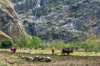 Tal, Nepal-Mart 29, 2018: bir küçük bir ahşap pulluk ve iki toplar ile 29 Mart 2018 Tal, Nepal köyde tarlayı. 