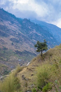 Nepal Himalayalar dik bir yamaç üzerinde düşük, sargı ağacı. 