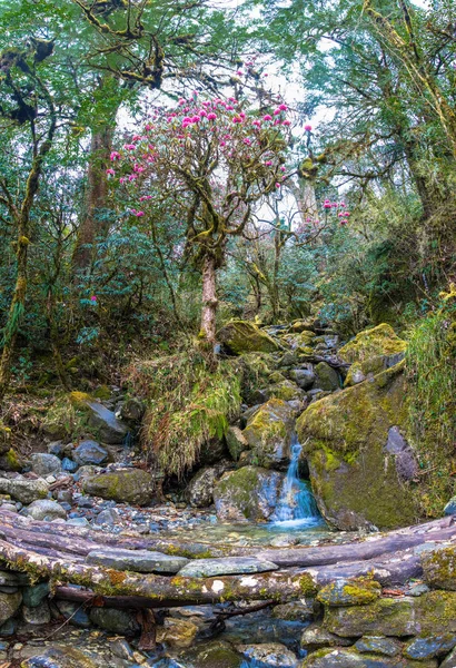 Jasne Kwitnienia Drzewo Rododendron Potoku Dzień Wiosny Nepal — Zdjęcie stockowe