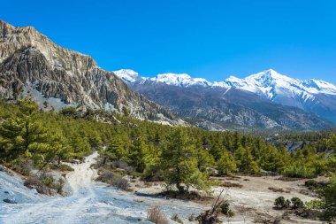 Güzel dağ manzarası ile iğne yapraklı orman ve karlı dağları Himalayalar, Nepal. 