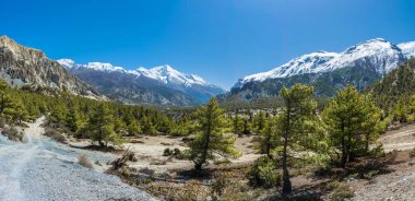 Karlı dağlar ve Himalayalar, Nepal iğne yapraklı orman ile güzel manzara. 