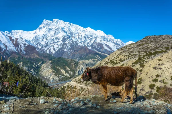 Petit Taureau Bord Falaise Contre Les Montagnes Enneigées Himalaya Népal — Photo