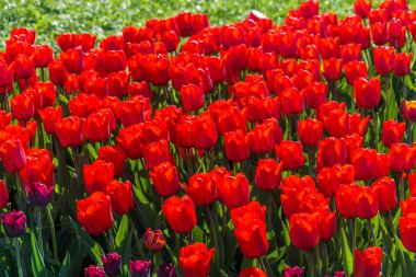 Parlak güzel arka plan büyük kırmızı lale güneş ışığı altında. 