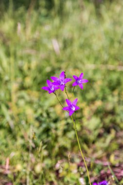Arka plan bulanık parlak mor çan yakın çekim.