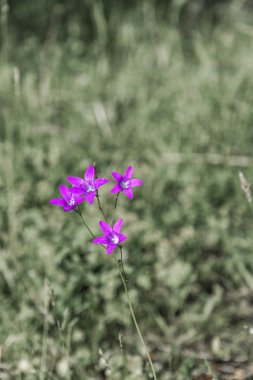 Arka plan bulanık parlak mor çan yakın çekim.