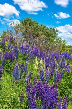Güzel yaz yatay, parlak yüksek mor lupines.