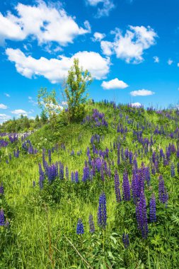 Güzel yaz yatay, parlak yüksek mor lupines.