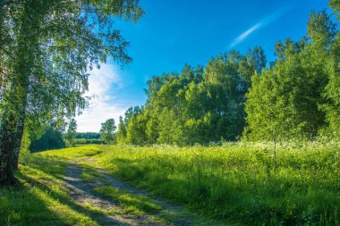 Yaz parlak güneşli bir günde orman yolda, yatay.