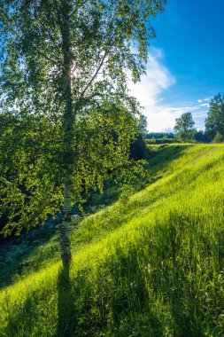 Kontur bir güneşli yaz akşam ışığında dik bir yamaç üzerinde yalnız bir huş. 