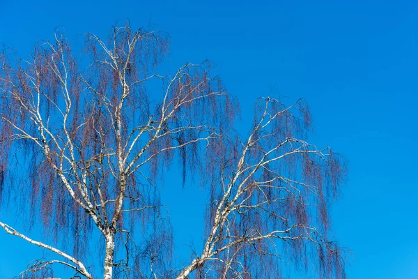 Kmeny Stromů Břízy Bez Listí Proti Modré Obloze Slunečného Dne — Stock fotografie