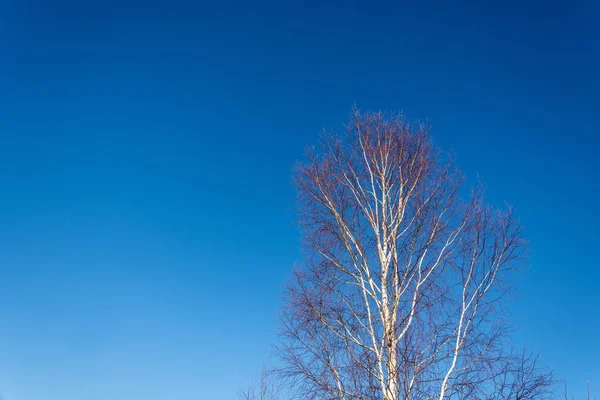 白樺青空 晴れた日に葉のない木の幹 — ストック写真