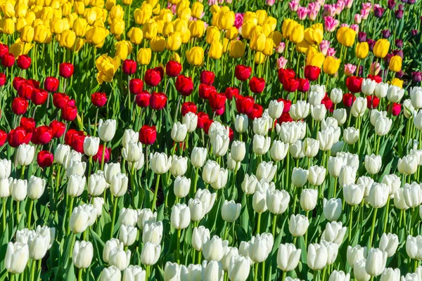 Яркий Красивый Фон Красного Белого Желтого Тюльпанов — стоковое фото