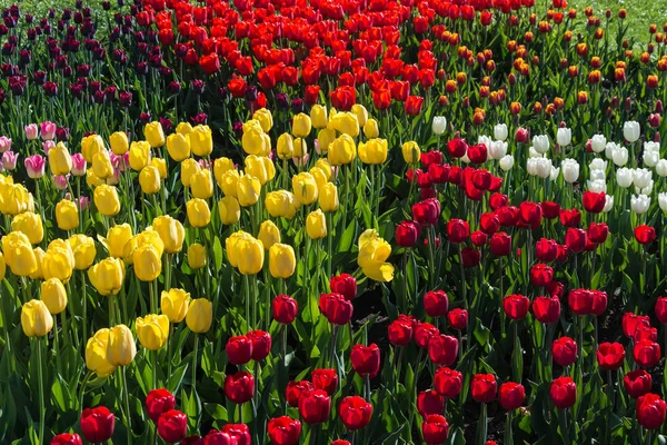 Fundo Bonito Brilhante Tulipas Vermelhas Brancas Amarelas — Fotografia de Stock