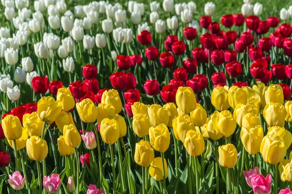 Parlak güzel arka plan kırmızı, beyaz ve sarı laleler. 