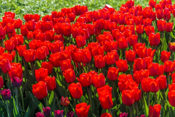 Parlak güzel arka plan büyük kırmızı lale güneş ışığı altında. 