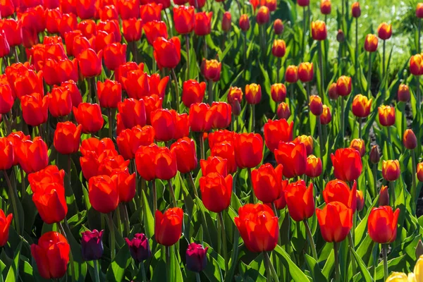 Parlak güzel arka plan büyük kırmızı lale güneş ışığı altında. 