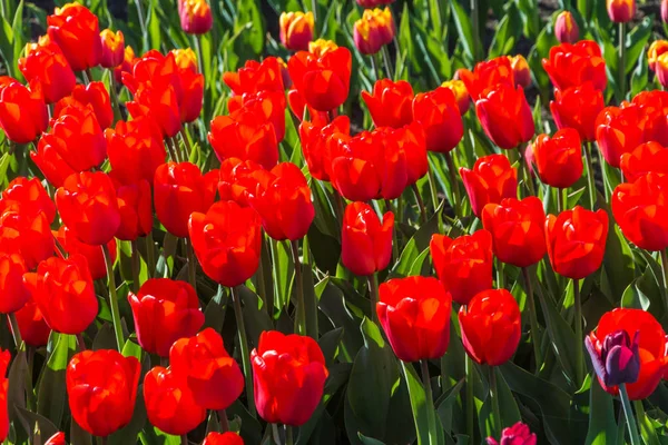 Parlak güzel arka plan büyük kırmızı lale güneş ışığı altında. 