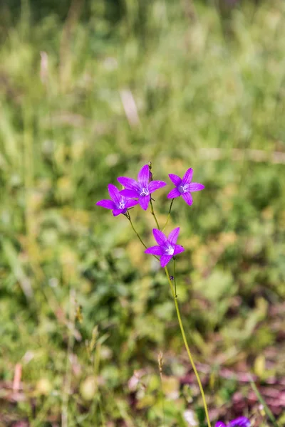 Arka plan bulanık parlak mor çan yakın çekim.