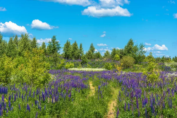 Beau Paysage Été Avec Hauts Lupins Violets Lumineux — Photo