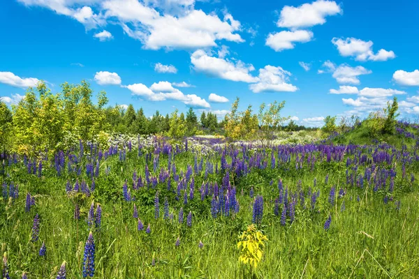 Güzel yaz yatay, parlak yüksek mor lupines. 