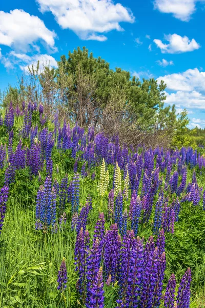 Güzel yaz yatay, parlak yüksek mor lupines.