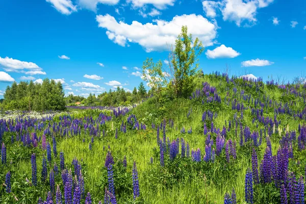 Güzel yaz yatay, parlak yüksek mor lupines.