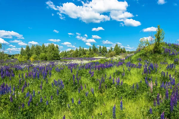 Güzel yaz yatay, parlak yüksek mor lupines.