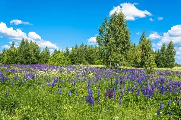 Güzel yaz yatay, parlak yüksek mor lupines.