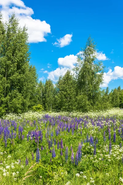 Güzel yaz yatay, parlak yüksek mor lupines.