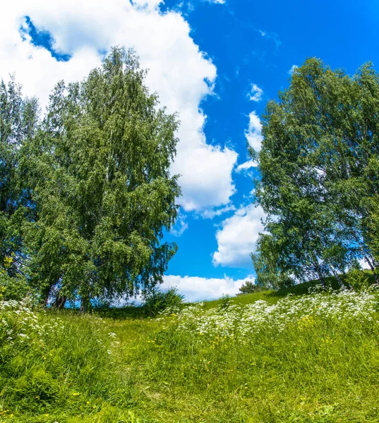 Yaz, yatay, beyaz çiçekler ve mavi gökyüzü ve bulutlar ile yeşil ağaç.