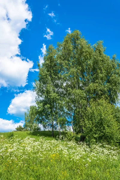 Yaz, yatay, beyaz çiçekler ve mavi gökyüzü ve bulutlar ile yeşil ağaç. 
