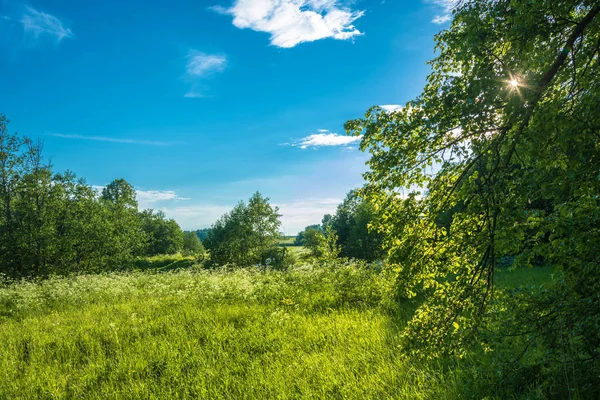 Güneş ışınları yeşil yaprakları ağacı. Küçük bir çayır yaktı yaz güneş tarafından.