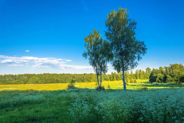 Dwóch Brzóz Przeciwko Pole Żółty Niebieski Niebo Słoneczny Letni Wieczór — Zdjęcie stockowe