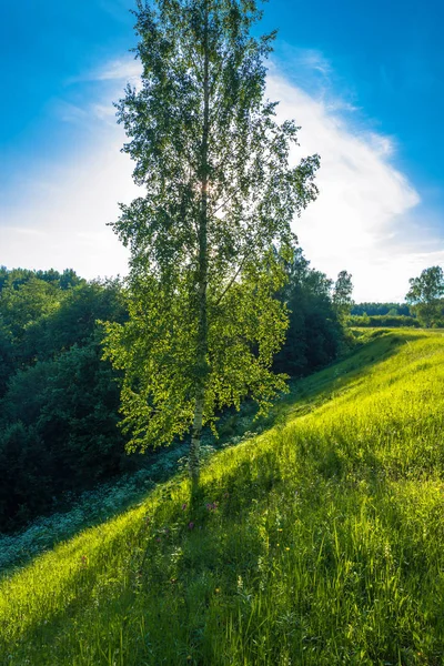 Kontur bir güneşli yaz akşam ışığında dik bir yamaç üzerinde yalnız bir huş. 