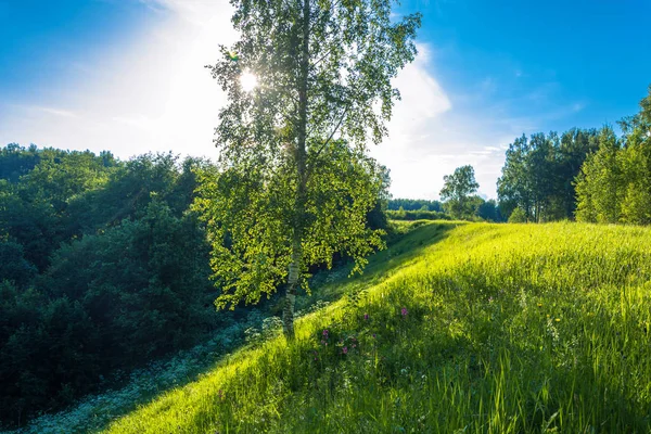 Kontur bir güneşli yaz akşam ışığında dik bir yamaç üzerinde yalnız bir huş.