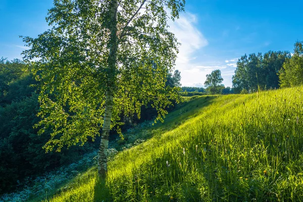 Kontur bir güneşli yaz akşam ışığında dik bir yamaç üzerinde yalnız bir huş. 