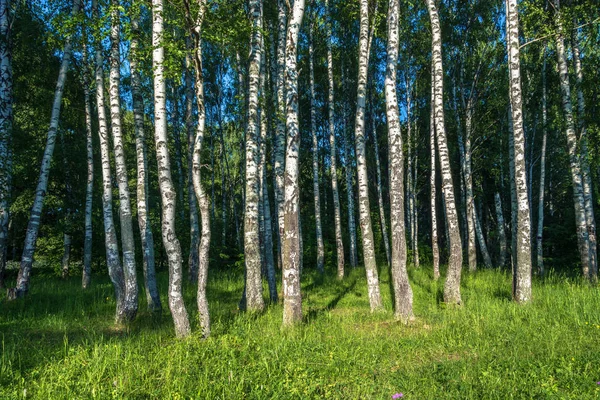 High Trunks Birch Trees Sunlight Summer Day Royalty Free Stock Photos