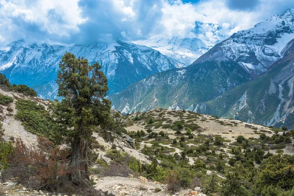 Bela Paisagem Montanhosa Com Árvores Arbustos Montanhas Nevadas Himalaia Nepal — Fotografia de Stock