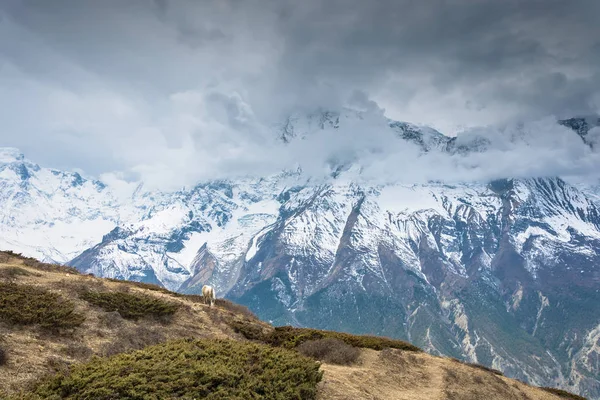 Caballo Solitario Pastando Fondo Montañas Nevadas Nubes Himalaya Nepal — Foto de Stock