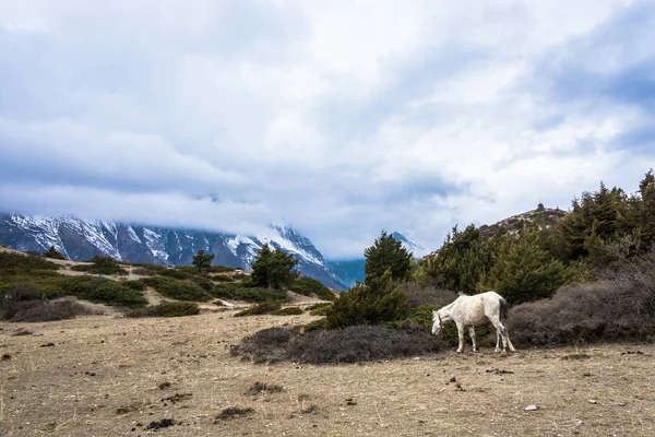 White Horse Grazing High Mountains Nepal Tops Snowy Mountains Clouds — Stock Photo, Image